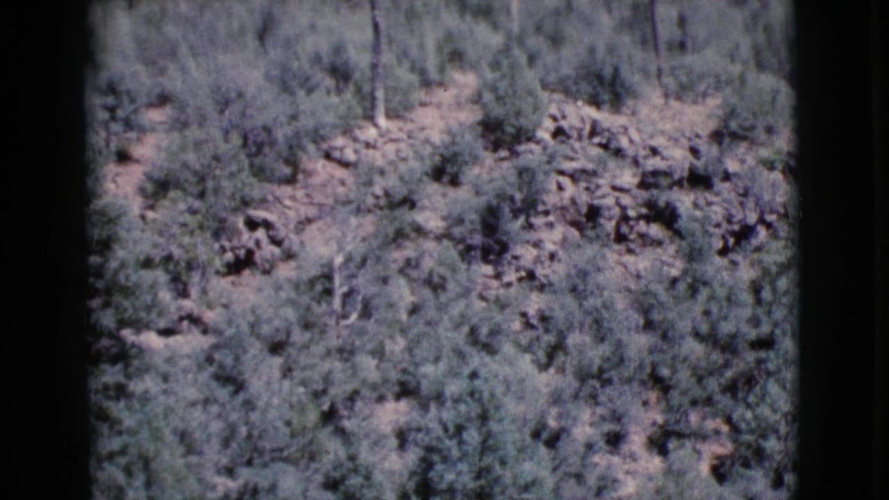 1964 Cottonwood, Arizona 8mm frame with a rocky, brush-covered forest slope and scattered pine trunks.