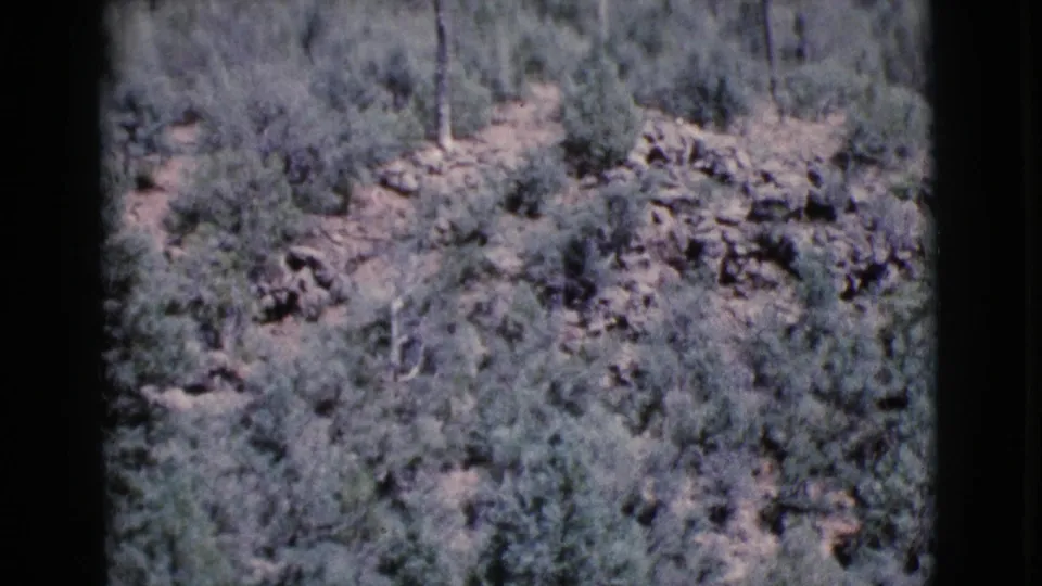 1964 Cottonwood, Arizona 8mm frame with a rocky, brush-covered forest slope and scattered pine trunks.