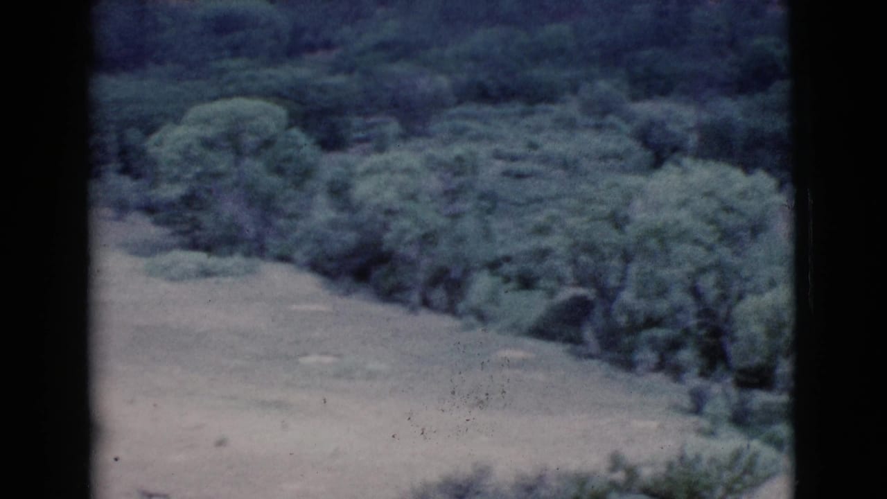 Open pale ground with dense bushes and trees beyond a dark vertical film edge.