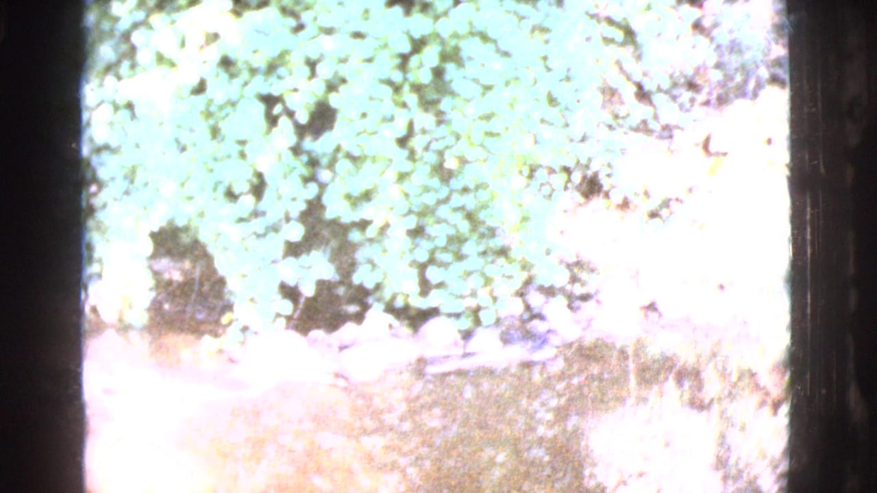 Bright overexposed view of leafy vegetation and ground through a dark frame edge.