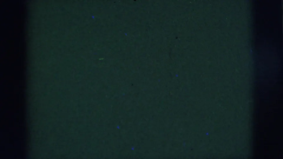 The final 8mm frame is mostly dark green and out of focus, retaining only film texture and faint color speckles.