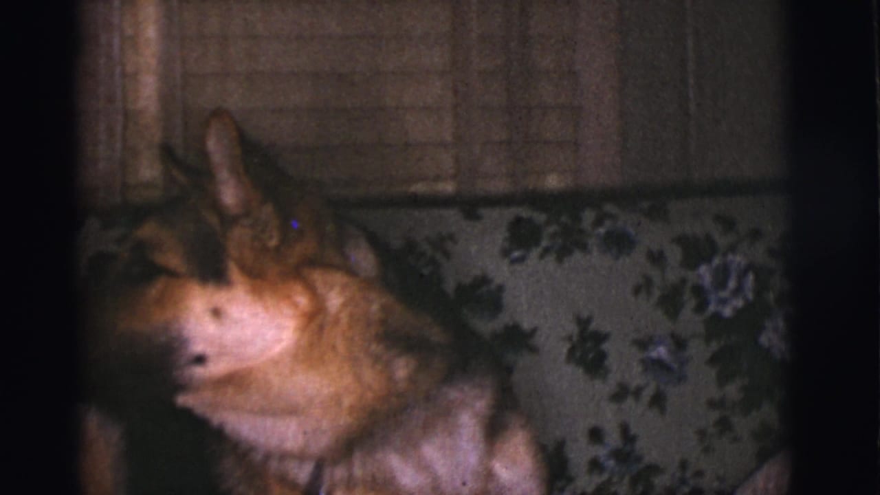 German Shepherd on a floral-patterned couch in the Tucson home-movie interior, seen in soft 8mm color with dark frame borders.