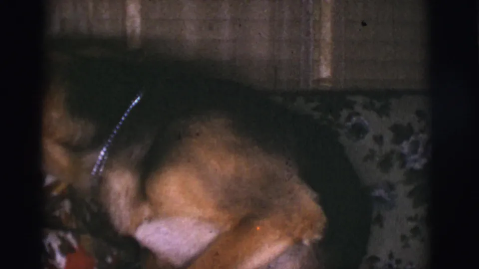 Close, soft 8mm view of the German Shepherd beside the seated woman, with part of her floral dress visible in the private interior.