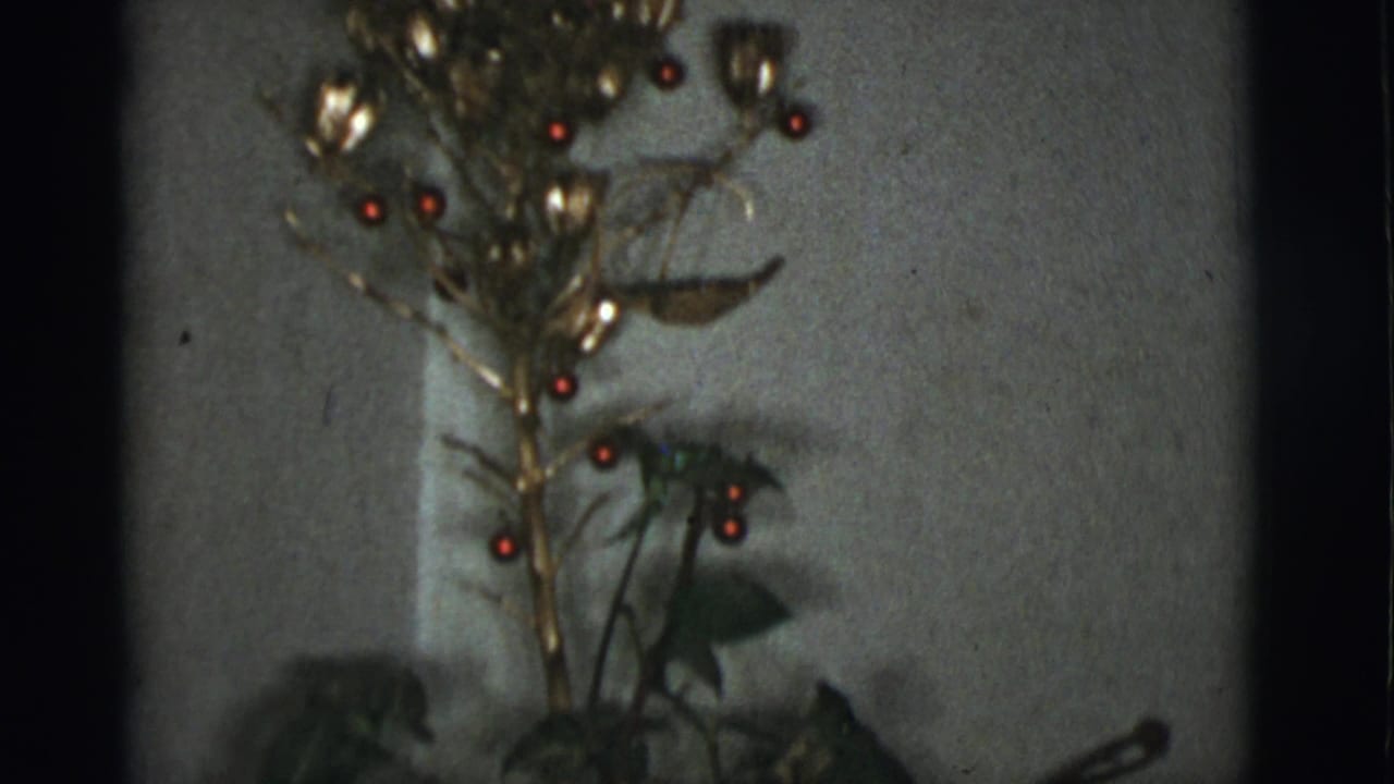 Decorated potted plant with red bulbs against a plain wall.