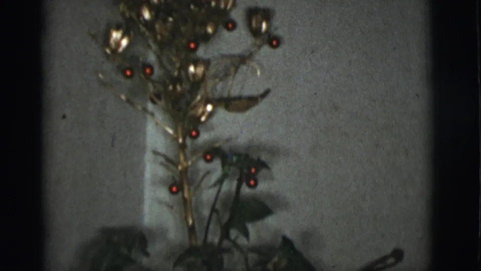 1966 8mm frame from Tuscon, Arizona showing the upper part of a potted plant decorated with red Christmas bulbs.