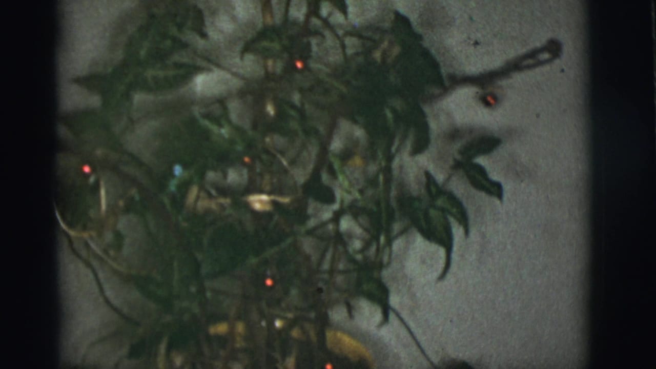 Leafy plant with small red lights near an interior wall.