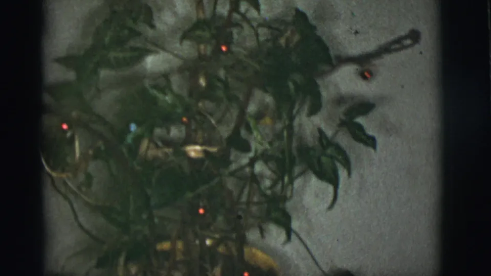 Leafy potted plant with glowing red holiday bulbs, filmed indoors in the 1966 Tuscon, Arizona home-movie clip.