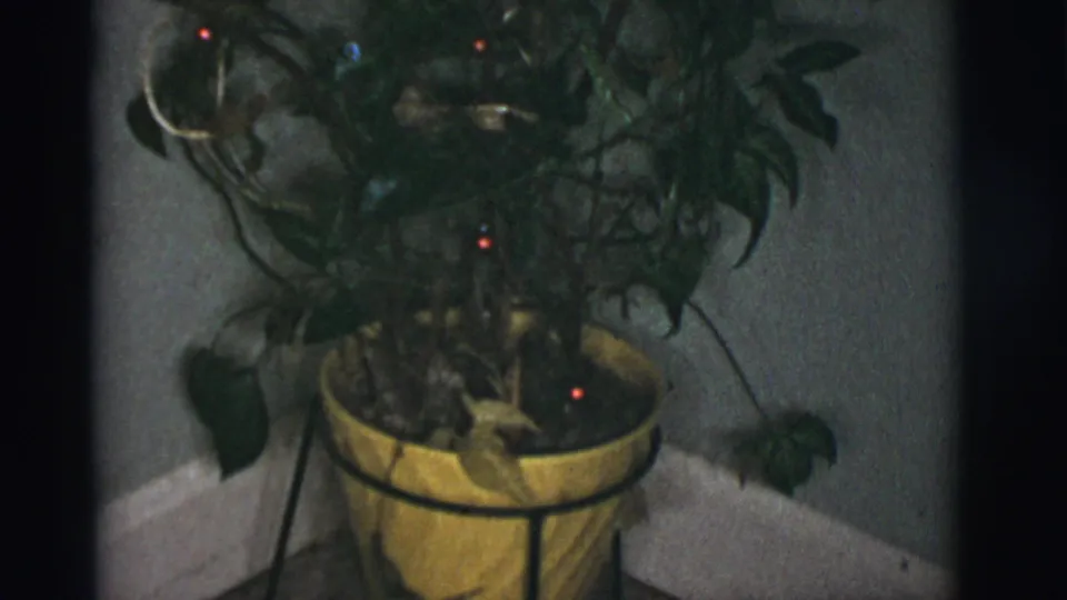 Final frame shows the full small potted plant with red Christmas bulbs, yellow pot, dark stand, carpet, and plain wall.