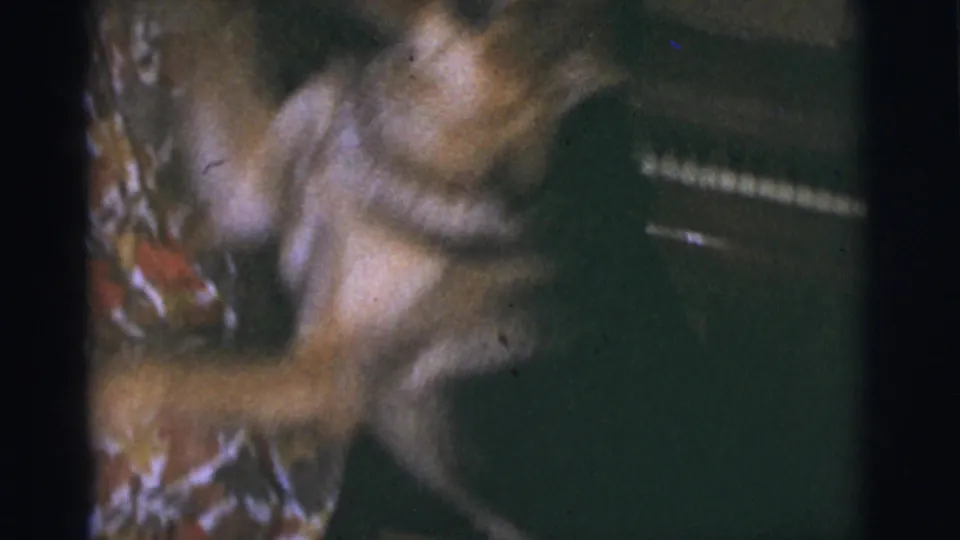 The German Shepherd shifts energetically near the piano in a softly focused 8mm home interior.