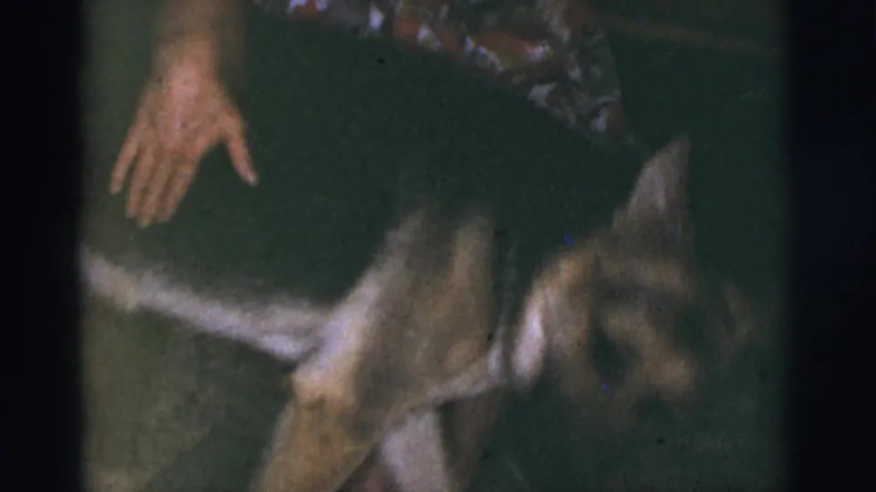 A German Shepherd walks up to the seated woman in the dim Tucson home interior, with her hand reaching near the dog.