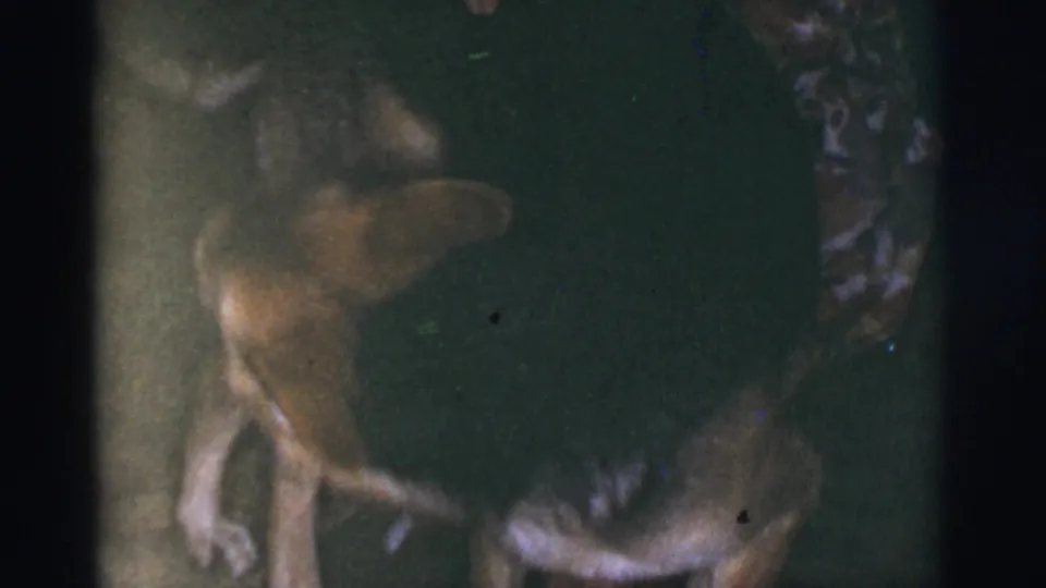 The German Shepherd stands beside the seated woman in the 1966 Tucson home-movie frame, partially obscured by low light and motion.