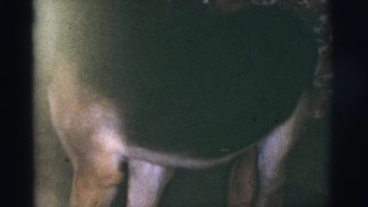 Light-colored dog standing close to a person in a patterned dress indoors.