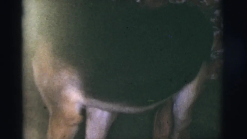 1966 Tucson 8mm frame showing a light-colored dog beside a partially visible person in a patterned dress indoors.