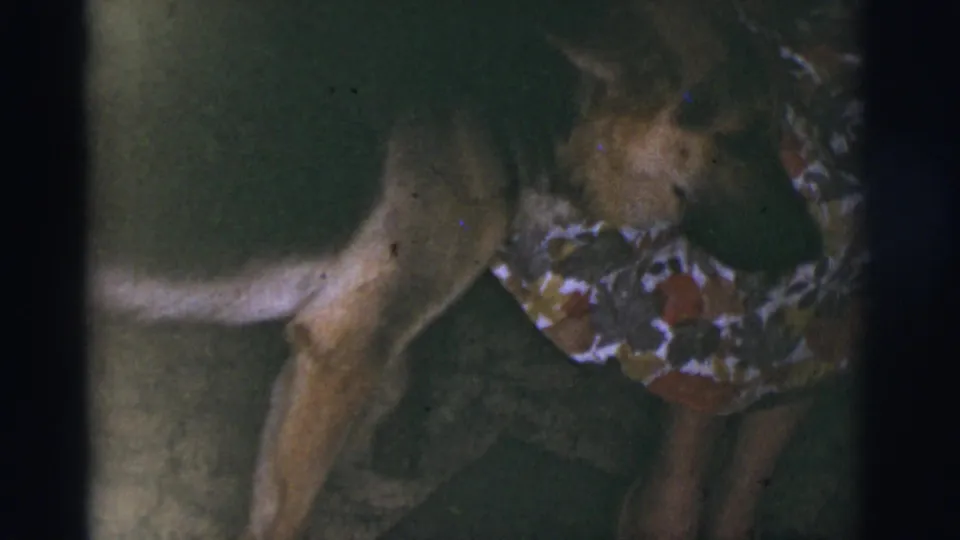1966 Tucson home-movie frame with a person in a patterned dress bending toward a light-colored dog in dim indoor light.