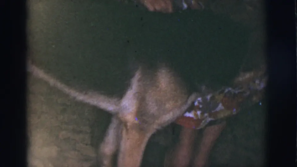 1966 Tucson 8mm frame showing the dog turning beside the partially visible person, with handheld blur and dark film edges.