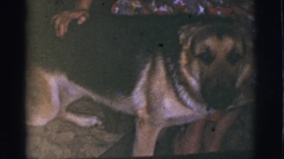 Final 1966 Tuscon, Arizona 8mm frame showing the German Shepherd's face beside the cropped figure of a woman in a colorful dress.