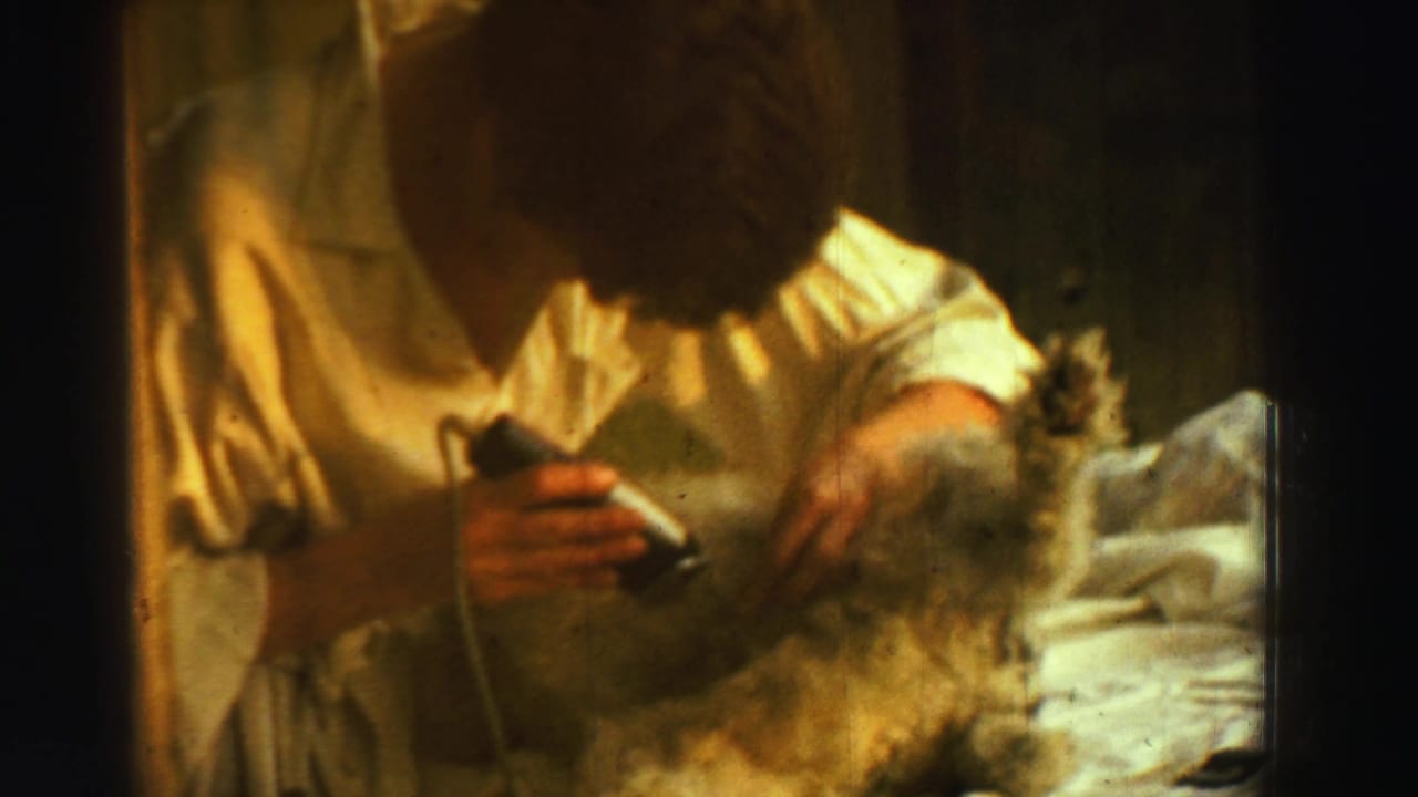 In 1969 Reno home-movie footage, a person leans over a small furry animal while using an electric razor near its belly.