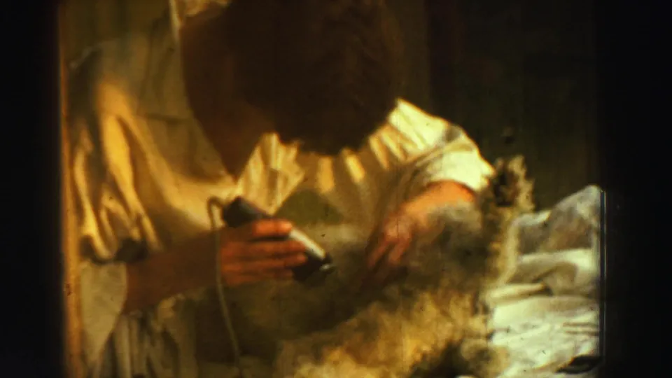 In 1969 Reno home-movie footage, a person leans over a small furry animal while using an electric razor near its belly.