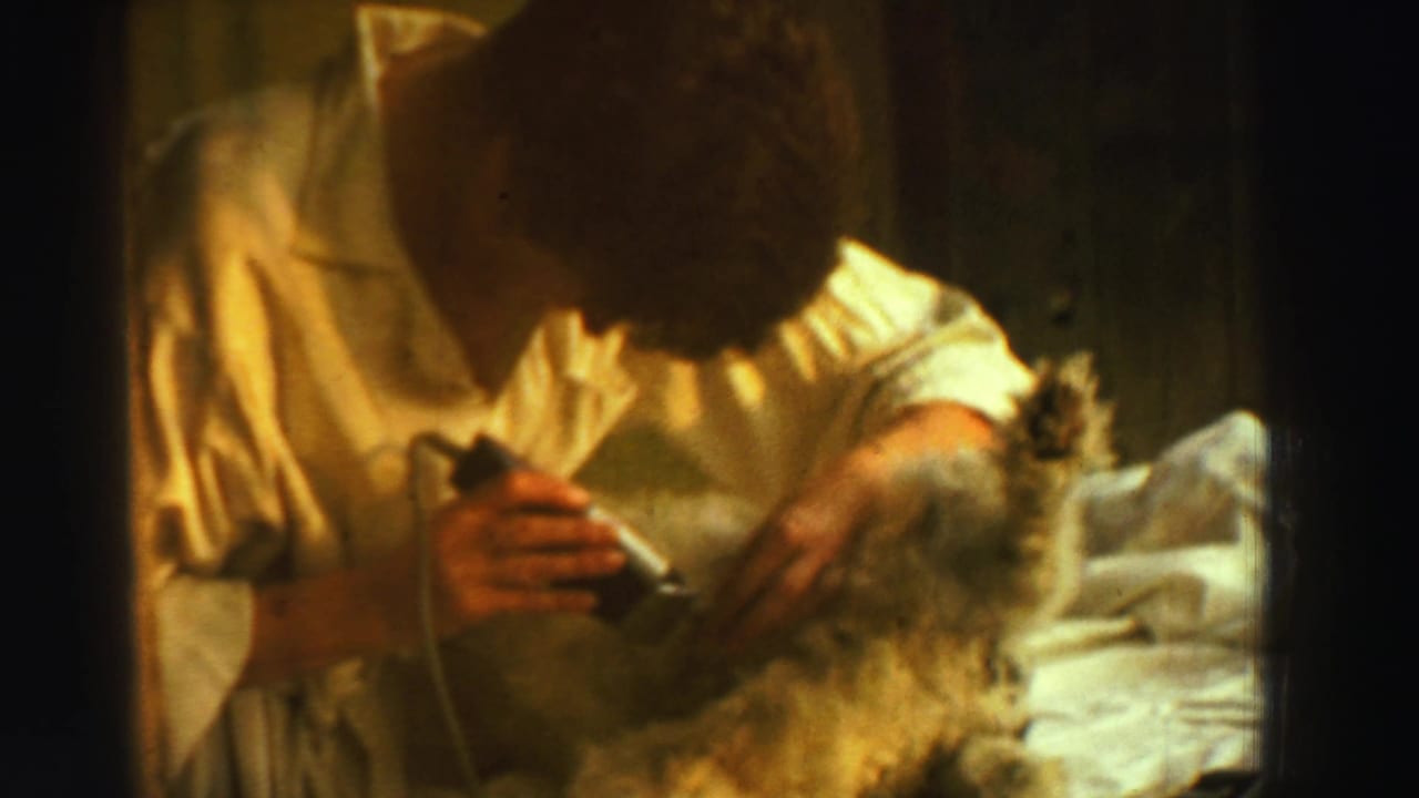 The Reno 1969 8mm frame shows a close household view of a person grooming a small animal with a corded razor.