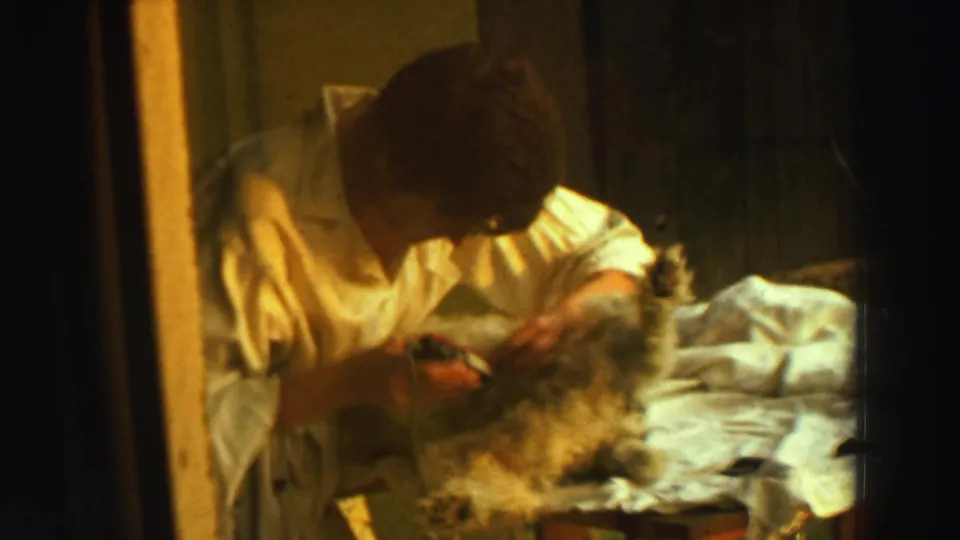 A person in a light shirt continues trimming the belly of a small furry animal in warm 8mm indoor footage from Reno, 1969.