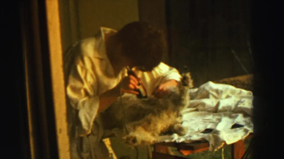 The final frame shows the person still grooming the small animal on a white cloth, with the corded razor visible in a private interior.