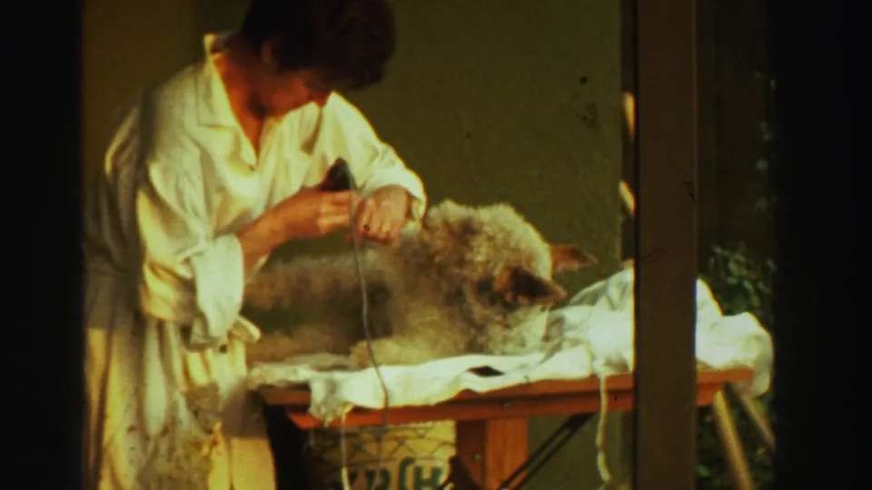 The final frame gives a closer view of the woman grooming the fluffy dog on a cloth-covered table in the Reno backyard setting.