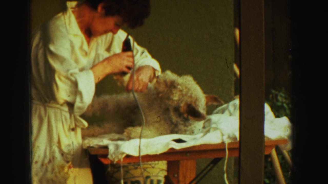 In 1969 Reno home-movie footage, a woman in a white robe uses an electric clipper on a fluffy dog resting on a covered table.