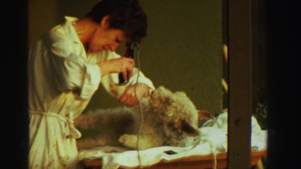 The woman focuses on trimming the dog's fur with a corded electric clipper in a private Reno interior from 1969 footage.