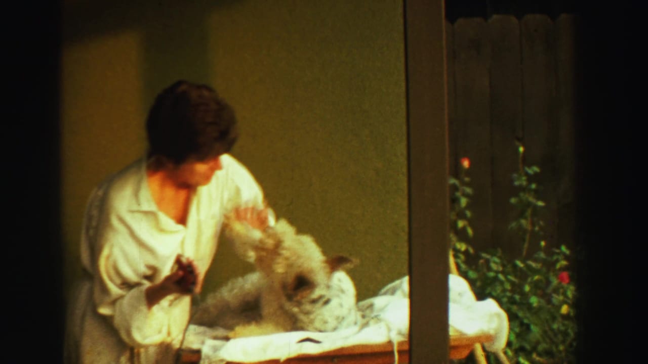 In 1969 Reno 8mm footage, a woman in white begins grooming a small fluffy dog on a table beside a fence and rose bushes.