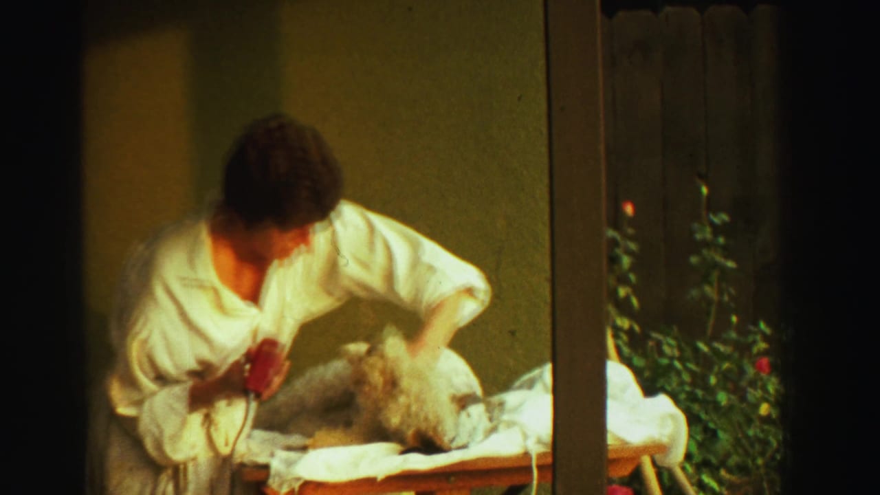 The woman leans over the small dog with grooming clippers in a sunlit Reno backyard setting from the 1969 home movie.