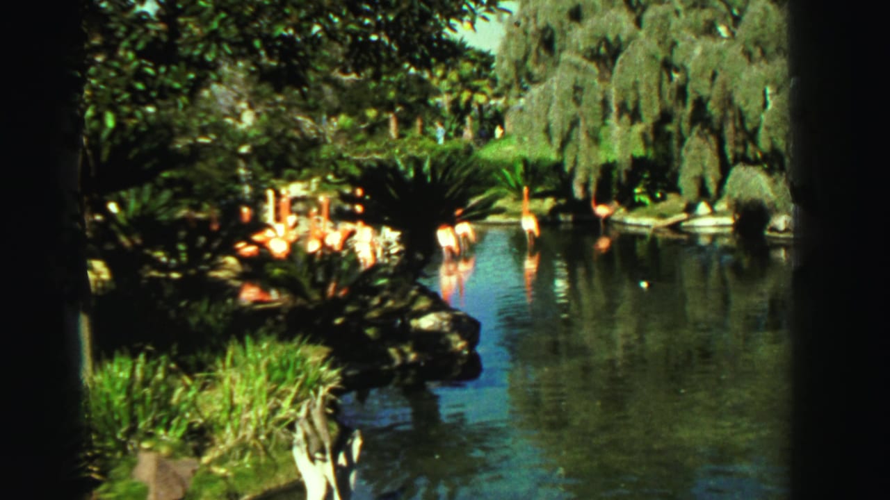 1969 Reno home-movie frame showing flamingos in a landscaped lake with dense greenery and reflective water.