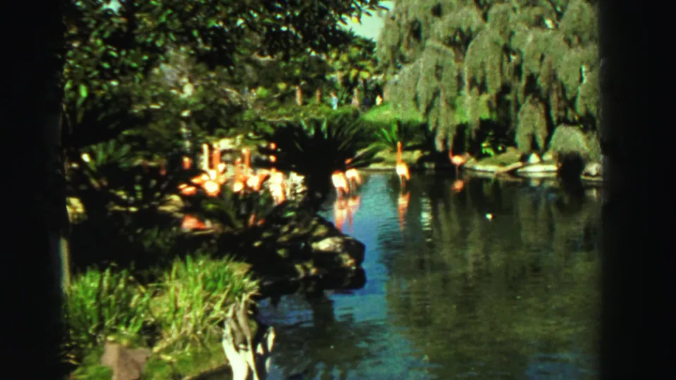 1969 Reno home-movie frame showing flamingos in a landscaped lake with dense greenery and reflective water.