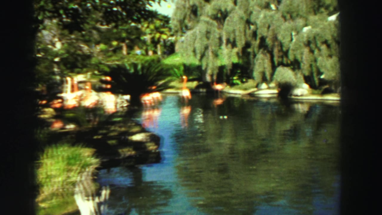 1969 Reno 8mm frame with flamingos along a quiet garden pond under hanging greenery and bright sun.