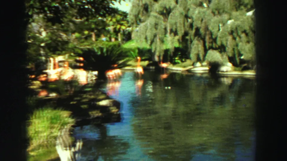 1969 Reno 8mm frame with flamingos along a quiet garden pond under hanging greenery and bright sun.