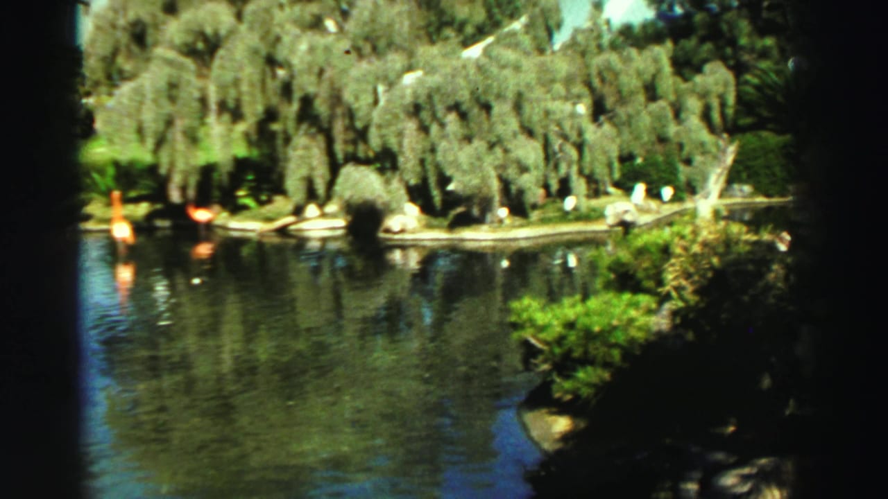 1969 Reno home-movie frame showing a reflective lake, hanging trees, planted edges, and flamingos near the far bank.