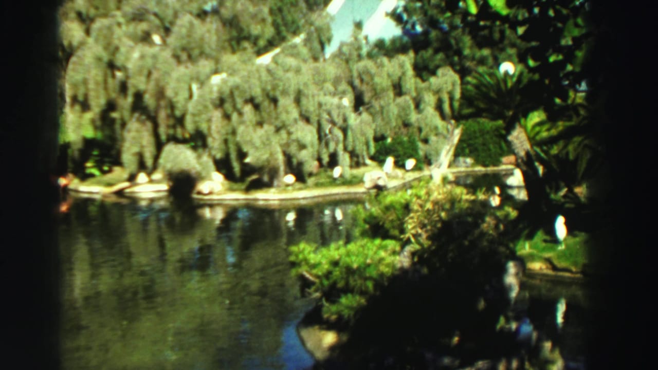1969 Reno 8mm frame of flamingos by a green garden lake, with drooping trees and shadowed foreground plants.