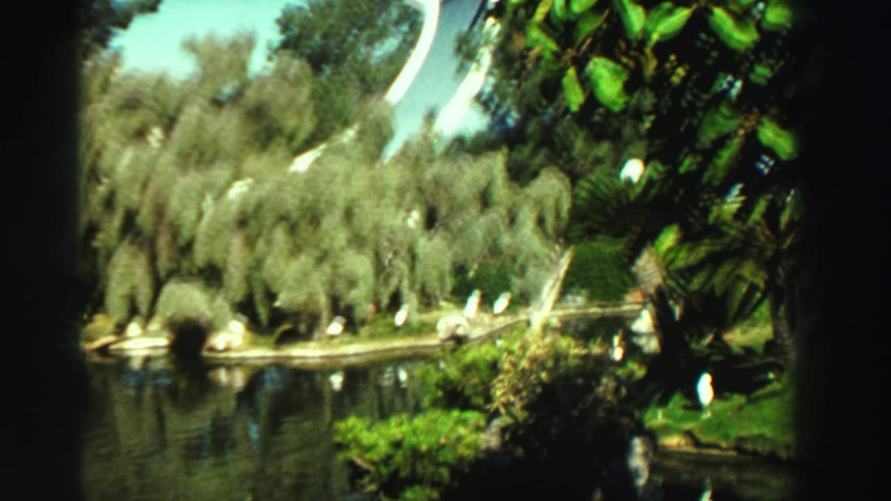 1969 Reno park view of a pond, leafy trees, lawns, and white birds, with a modern structure partly visible beyond the water.