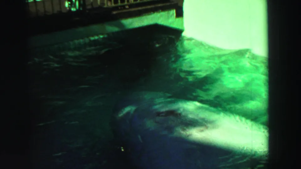 1969 Reno 8mm underwater frame with a large fish in green water and a dark railing or platform above.