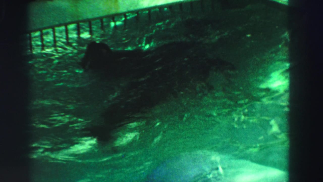 1969 Reno zoo footage showing a dark seal moving through green-tinged pool water below a metal enclosure railing.