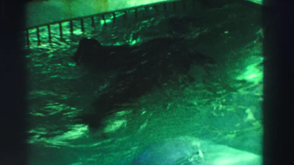 1969 Reno zoo footage showing a dark seal moving through green-tinged pool water below a metal enclosure railing.