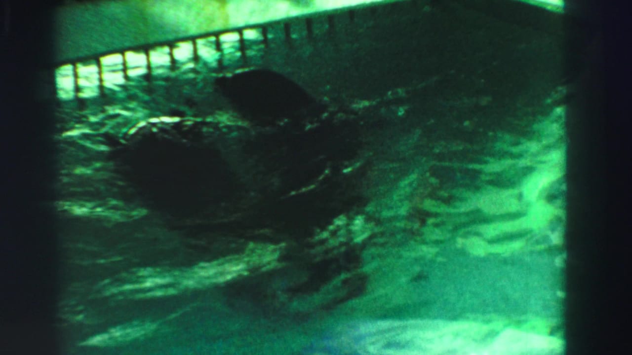 Two seals appear in the green zoo pool, partly silhouetted beneath the metal railing in 1969 Reno home-movie footage.
