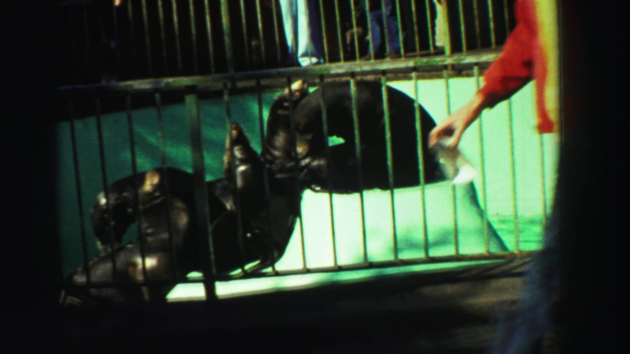 Seals cluster near the pool railing while a person in a red jacket walks past the enclosure in the 1969 Reno zoo scene.