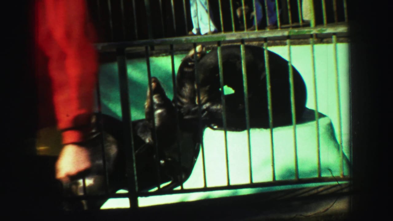 1969 Reno home-movie frame showing a seal behind iron enclosure bars near green water, with a visitor in a red shirt partly crossing the foreground.