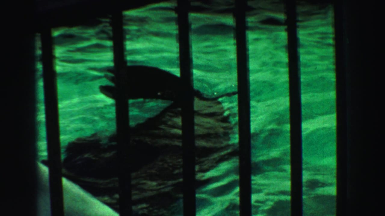 Dark seal silhouette swimming in green water behind vertical iron bars.