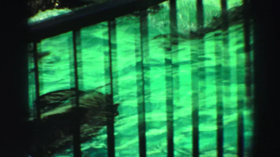Green-tinted 8mm frame from Reno in 1969 showing a seal underwater or at the surface behind iron enclosure bars.