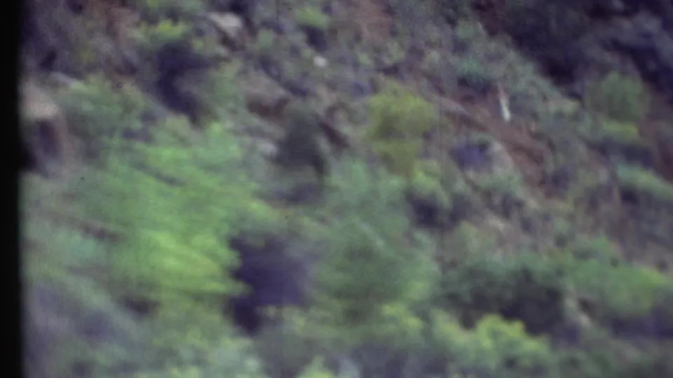 Soft, blurred 8mm frame of green roadside vegetation and tree shadows during a camera movement in the travel footage.