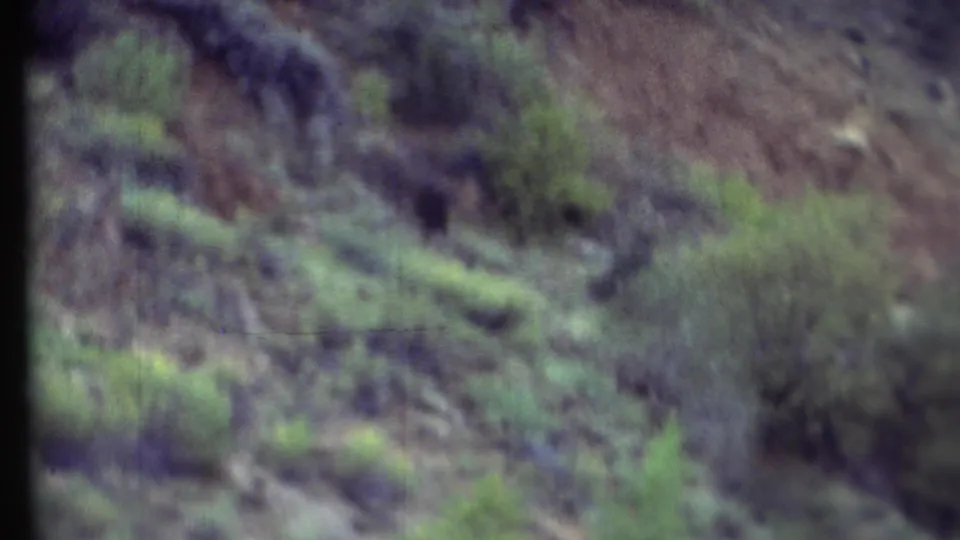 Soft 1972 Grand Canyon home-movie frame showing scrub vegetation across a rugged rocky hillside.