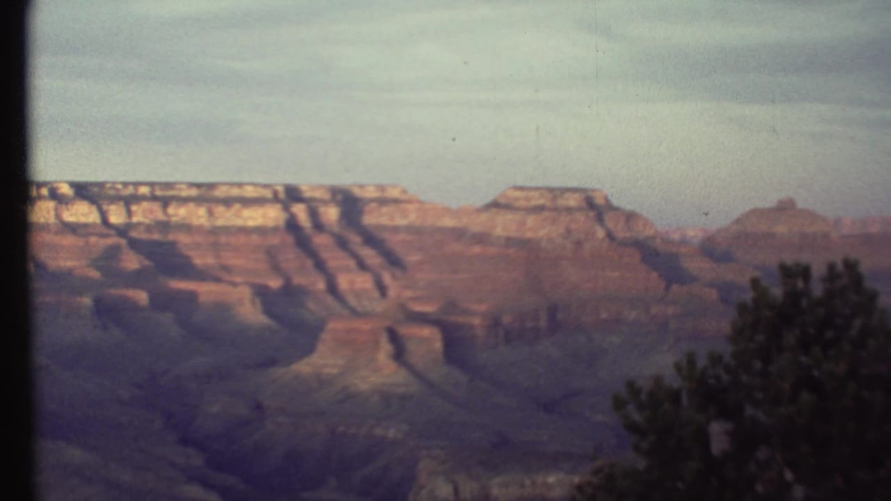 Grand Canyon rock formations with an evergreen tree along the right edge.