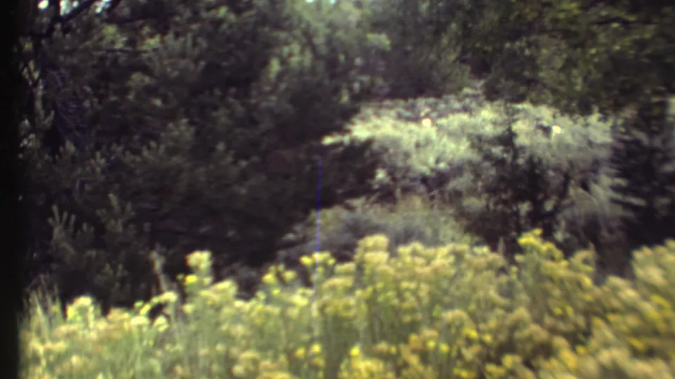 1972 8mm frame of Grand Canyon-area vegetation, with yellow wildflowers, scrub plants, and darker trees in a sunlit natural setting.