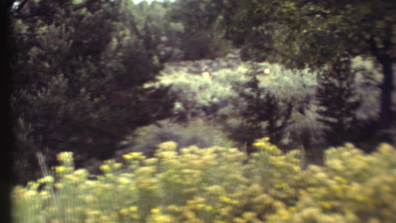 Soft 8mm view of yellow wildflowers, shrubs, and trees in a wooded area.